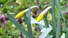 Spring_is_getting_closer_2 - free HD stock video