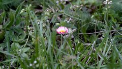 Flower_in_grass - free HD stock video