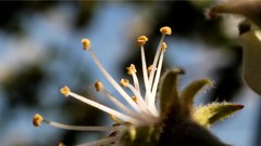 Pestle_and_stamens_2 - free HD stock video
