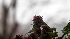 Spring_is_getting_closer_3 - free HD stock video
