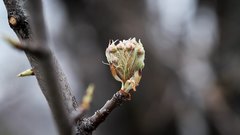 Spring_is_getting_closer_5 - free HD stock video