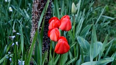 Tulips_2 - free HD stock video