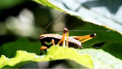 Brown_grasshopper - free HD stock video
