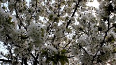 Cherry_blossom - free HD stock video