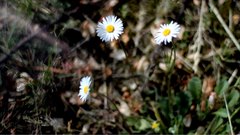 Flowers_8 - free HD stock video
