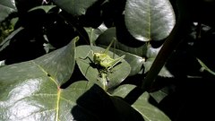Green_grasshopper - free HD stock video