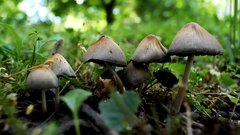 Mushrooms_4 - free HD stock video