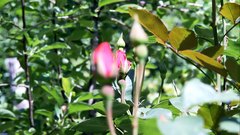 Roses_4 - free HD stock video