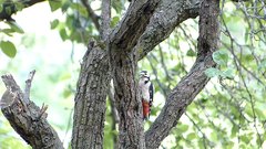 Woodpecker - free HD stock video