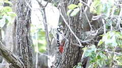 Woodpecker_2 - free HD stock video