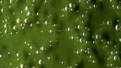 Bubbles_light_green_background - free HD stock video