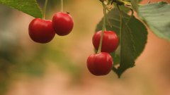 Cherries_6 - free HD stock video
