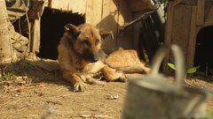 Dog_3 - free HD stock video
