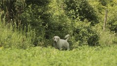 Dog_4 - free HD stock video