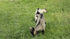 Goats_3 - free HD stock video