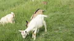 Goats_4 - free HD stock video