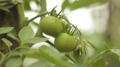 Green_tomatoes - free HD stock video