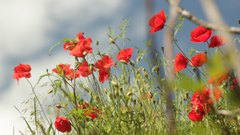 Poppies - free HD stock video