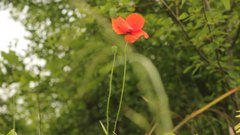 Poppies_4 - free HD stock video