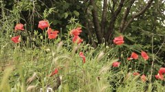 Poppies_5 - free HD stock video
