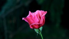 Red_Rose - free HD stock video
