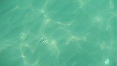 Underwater_footage_3 - free HD stock video