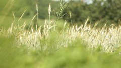 Wheat_2 - free HD stock video