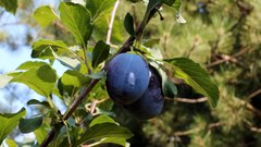Plums_2 - free HD stock video