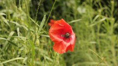 Poppies_3 - free HD stock video
