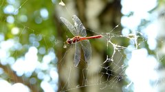 Dragonfly_caught_in_spider_web_60fps - free HD stock video
