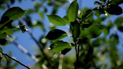 Leaves_2 - free HD stock video