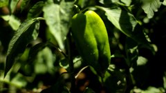 Peppers_3 - free HD stock video