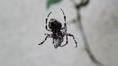 Spider_eat_fly_2 - free HD stock video