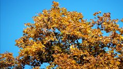 Autumn_leaves_16 - free HD stock video