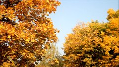 Autumn_leaves_17 - free HD stock video