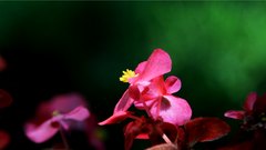 Flower_8 - free HD stock video
