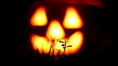 Halloween_pumpkin_10 - free HD stock video