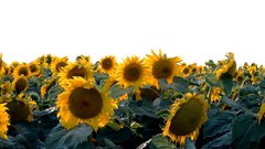 Sunflower - free HD stock video