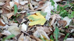 Autumn_leaves_18 - free HD stock video