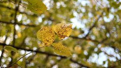 Autumn_leaves_19 - free HD stock video