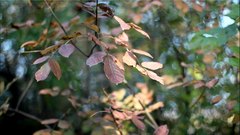 Autumn_leaves_20 - free HD stock video