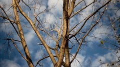 Tree_branches_4 - free HD stock video