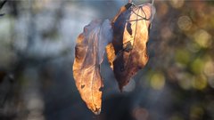 Autumn_leaves_26 - free HD stock video