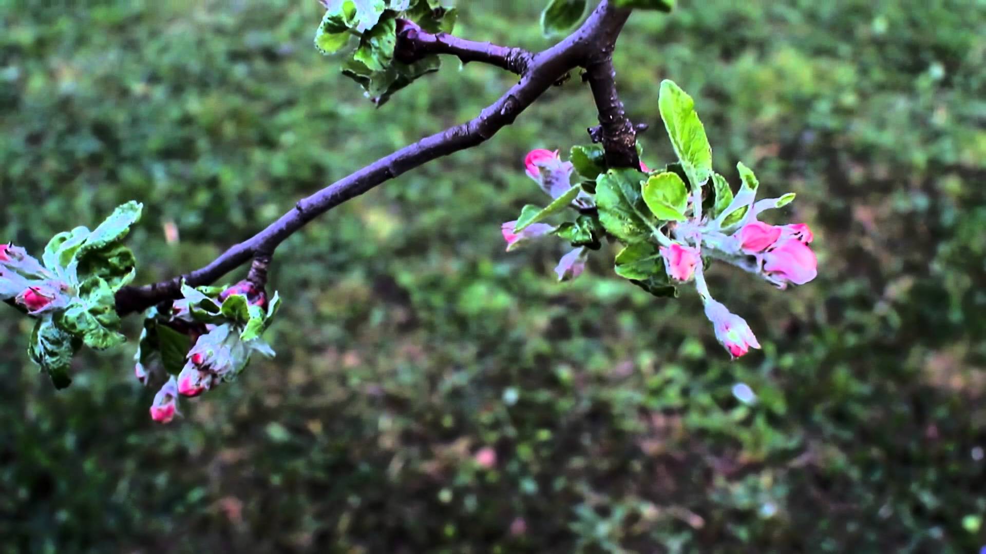 Apple Tree Buds | Free Stock Footage | Nature Vdeos