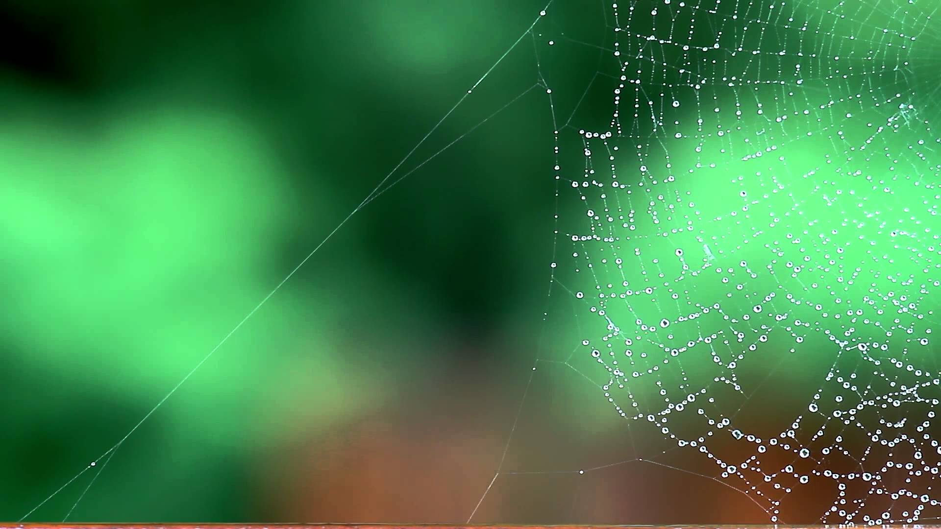 Spider Web Rain Falling in Background | Nature Videos