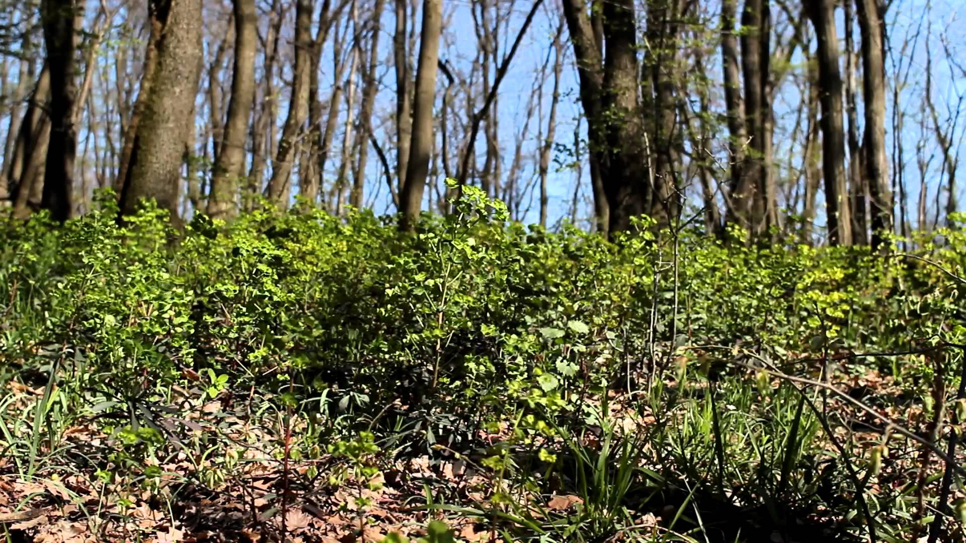Early Spring in the Forest | Free Footage Downloads | Nature Videos