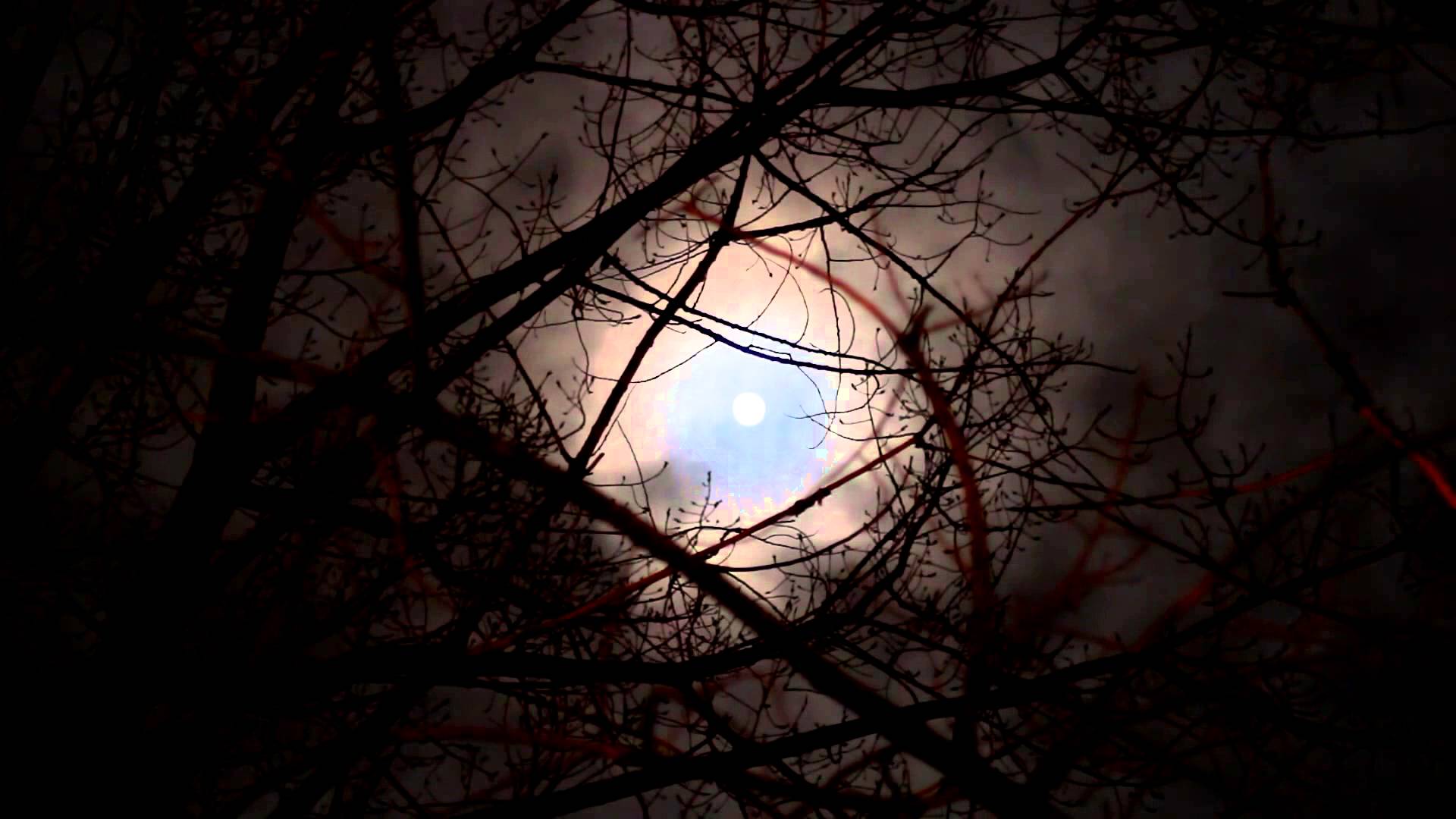 Moon Scary Twisted Tree Silhouette Night 5 | Time Lapse Video